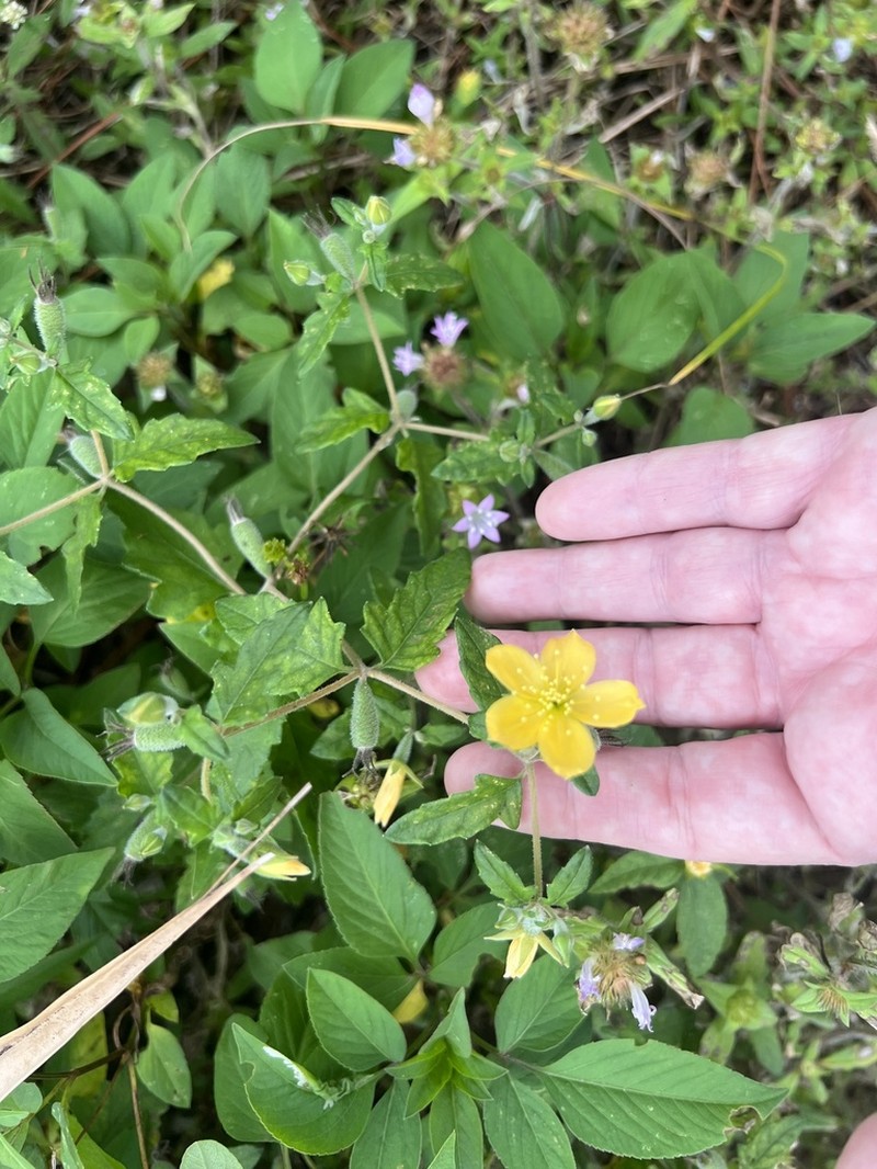 Poorman's Patch photo 4