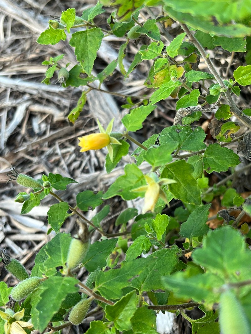 Poorman's Patch photo 5