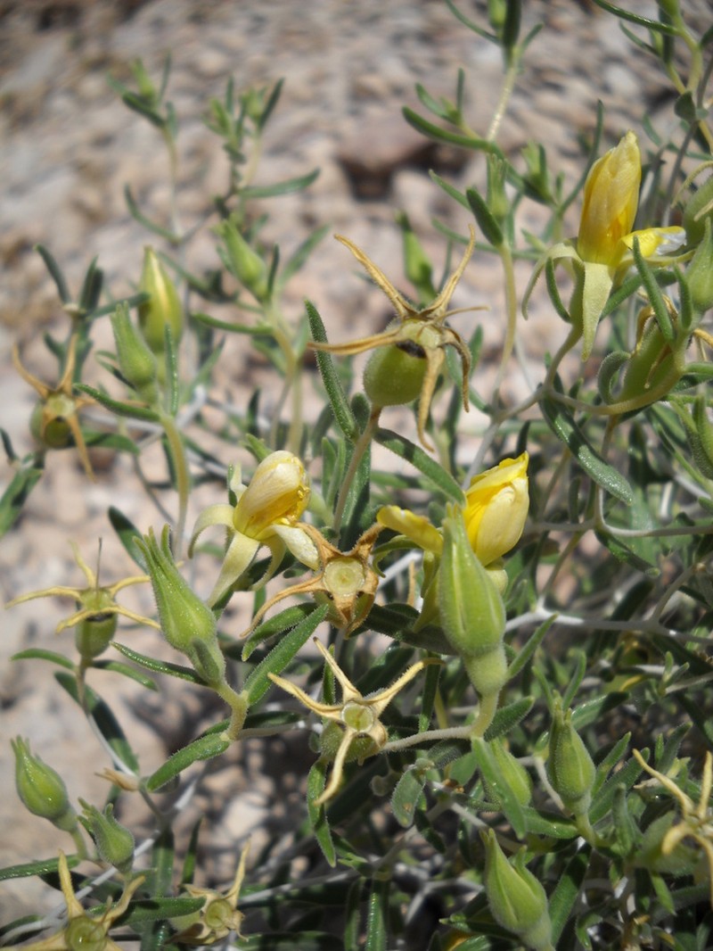 Mentzelia flumensevera