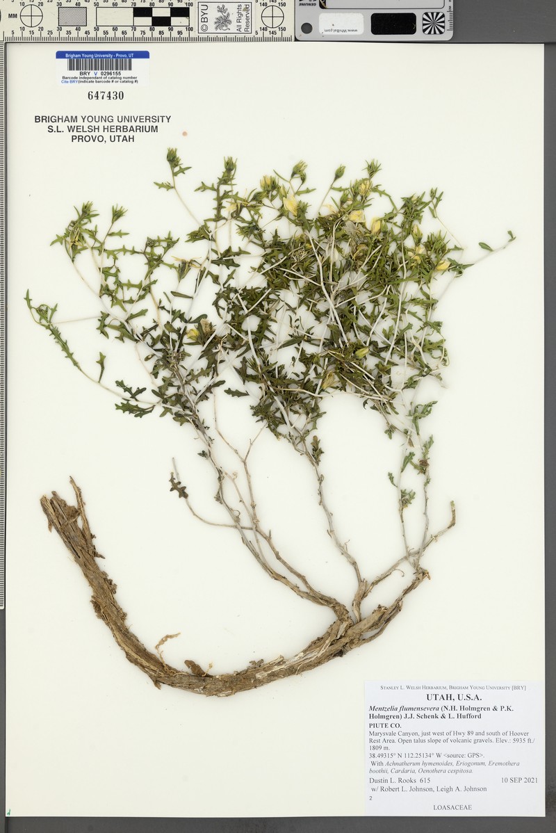 Mentzelia flumensevera photo 3