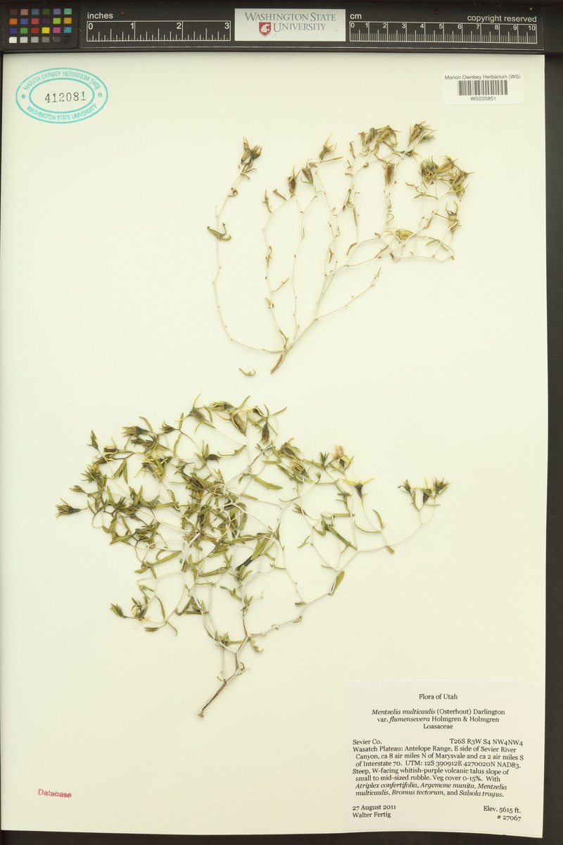 Mentzelia flumensevera photo 4