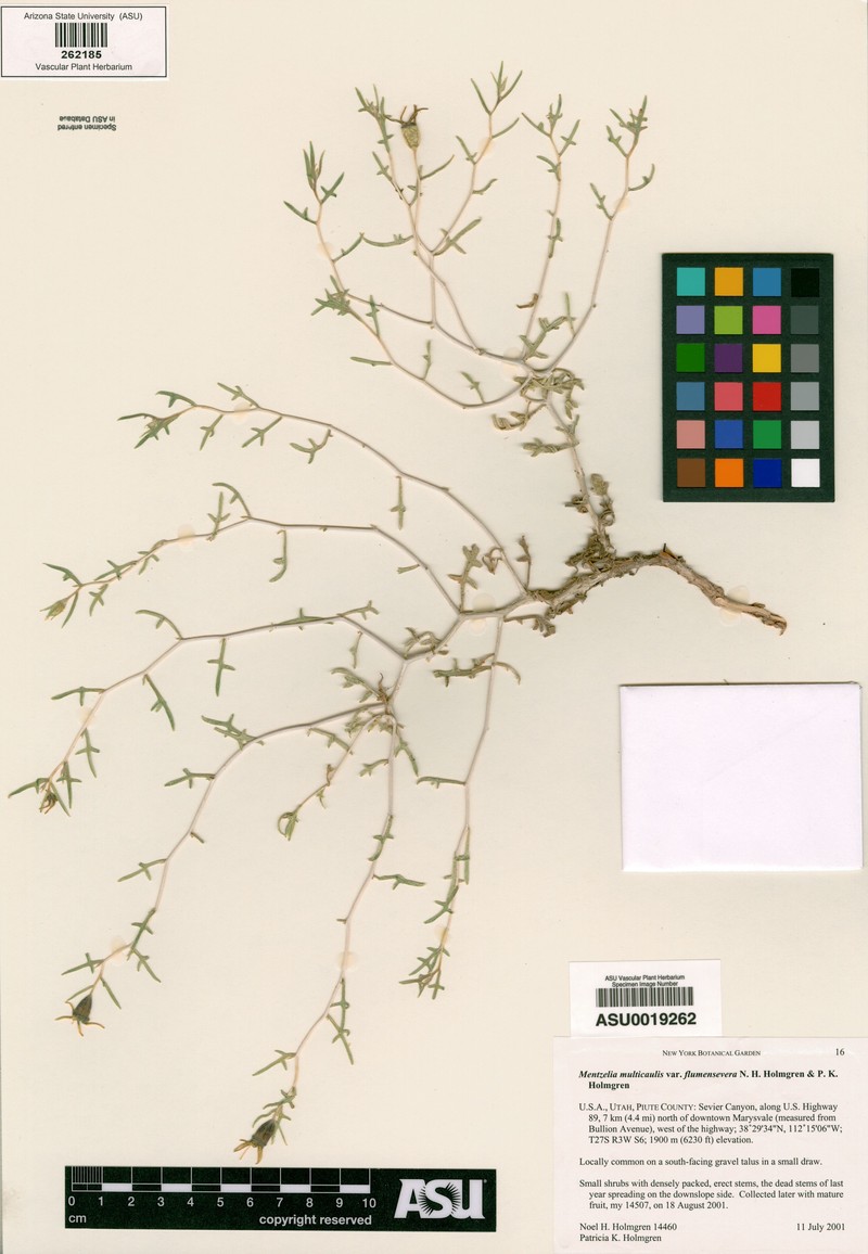 Mentzelia flumensevera photo 5