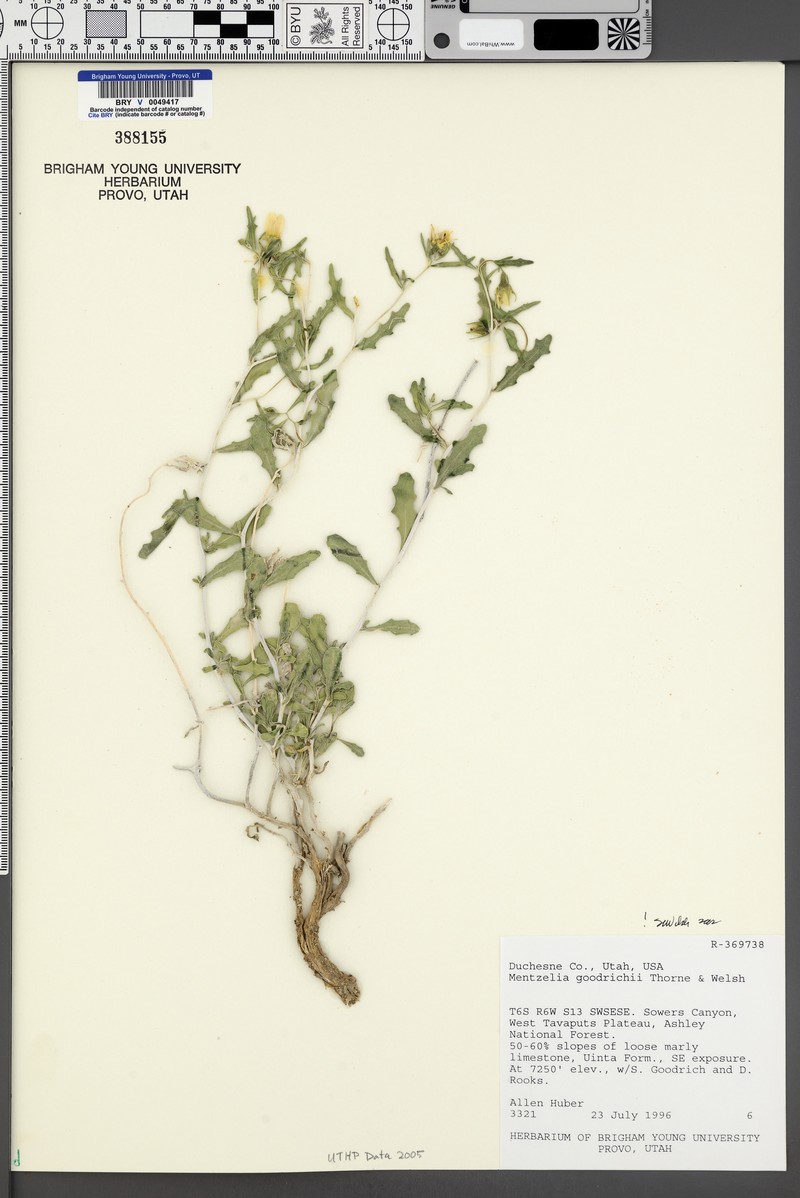 Goodrich's Blazingstar photo 3