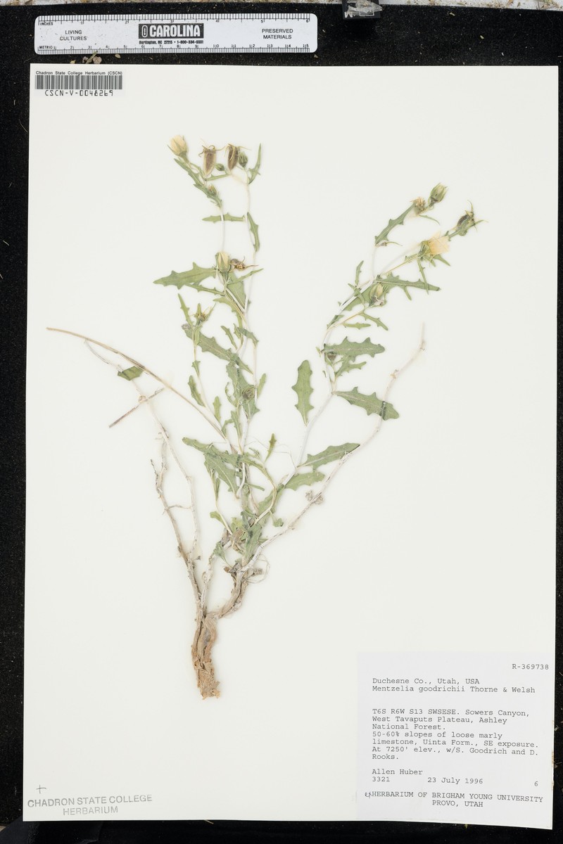 Goodrich's Blazingstar photo 5