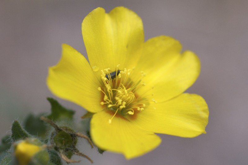 Grass Blazingstar