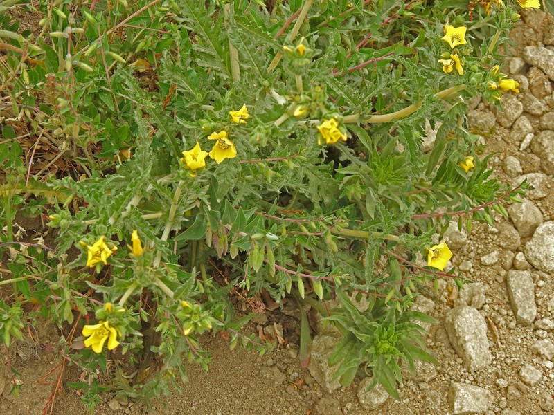 Grass Blazingstar photo 3