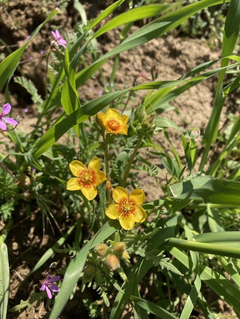 Grass Blazingstar photo 6