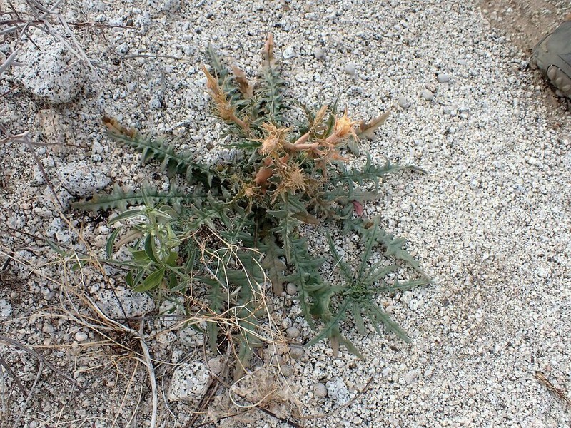 Hairy Blazingstar