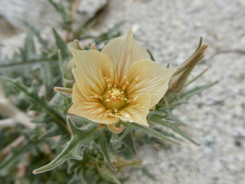 Hairy Blazingstar photo 2