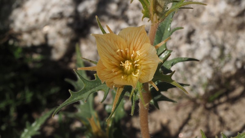 Hairy Blazingstar photo 3