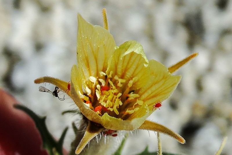Hairy Blazingstar photo 4