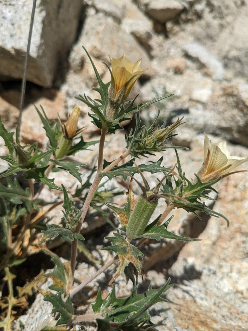 Hairy Blazingstar photo 5