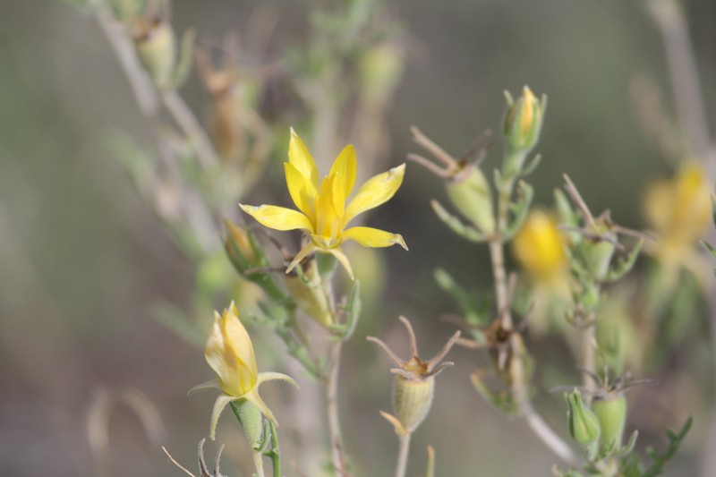 Mentzelia holmgreniorum photo 2