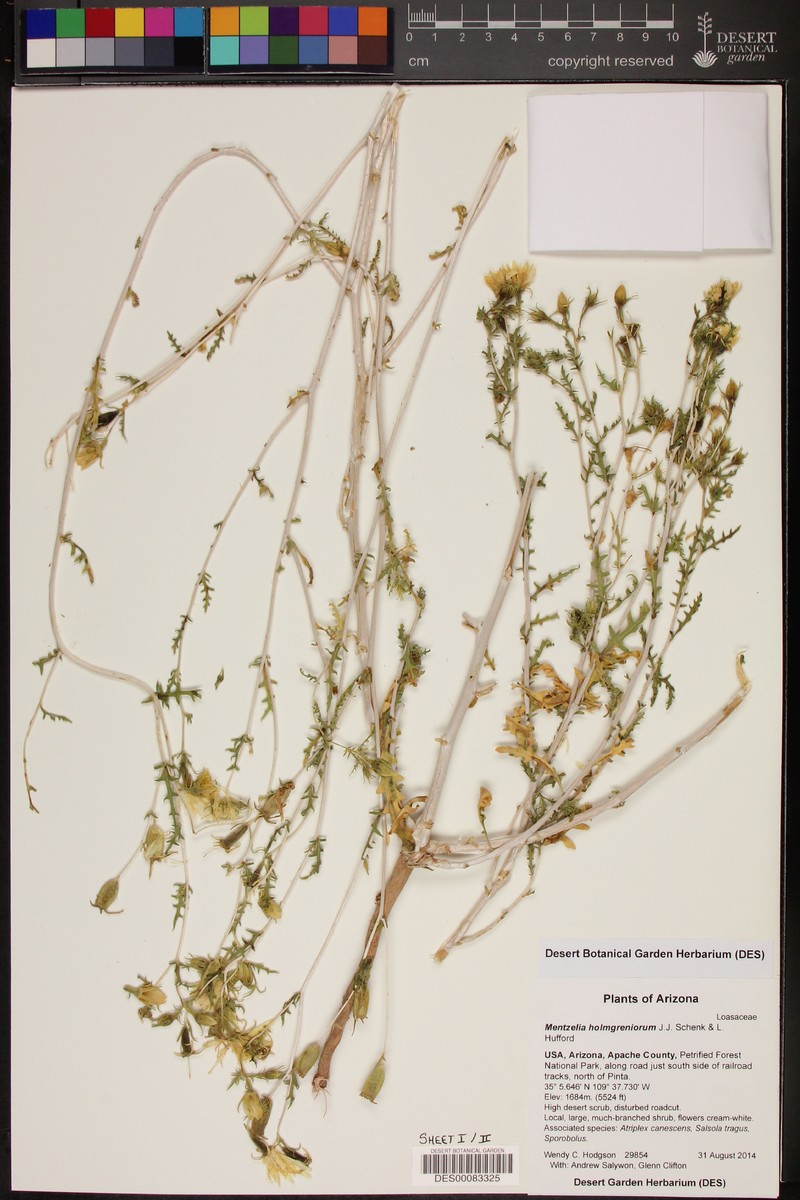 Mentzelia holmgreniorum photo 3