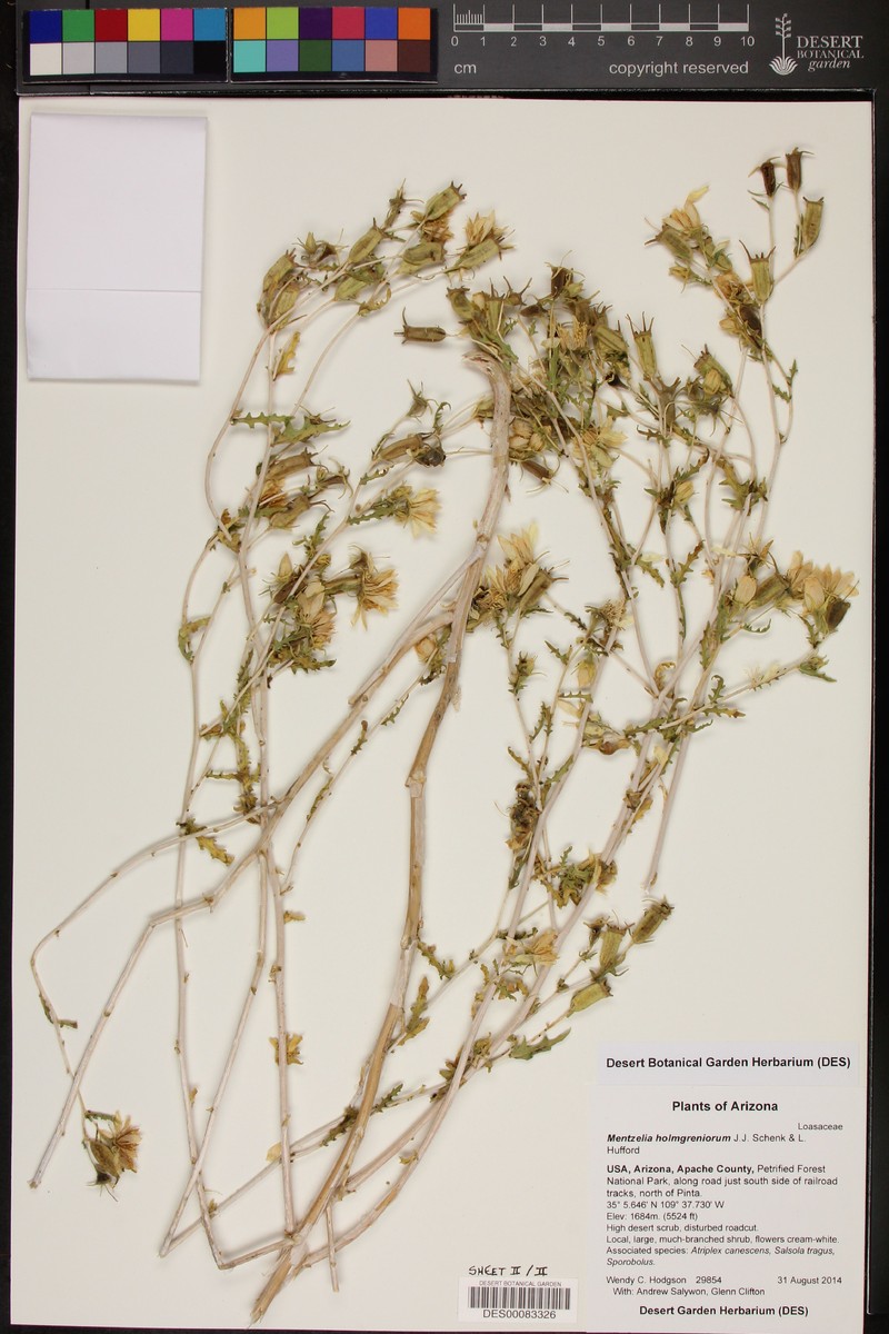 Mentzelia holmgreniorum photo 4