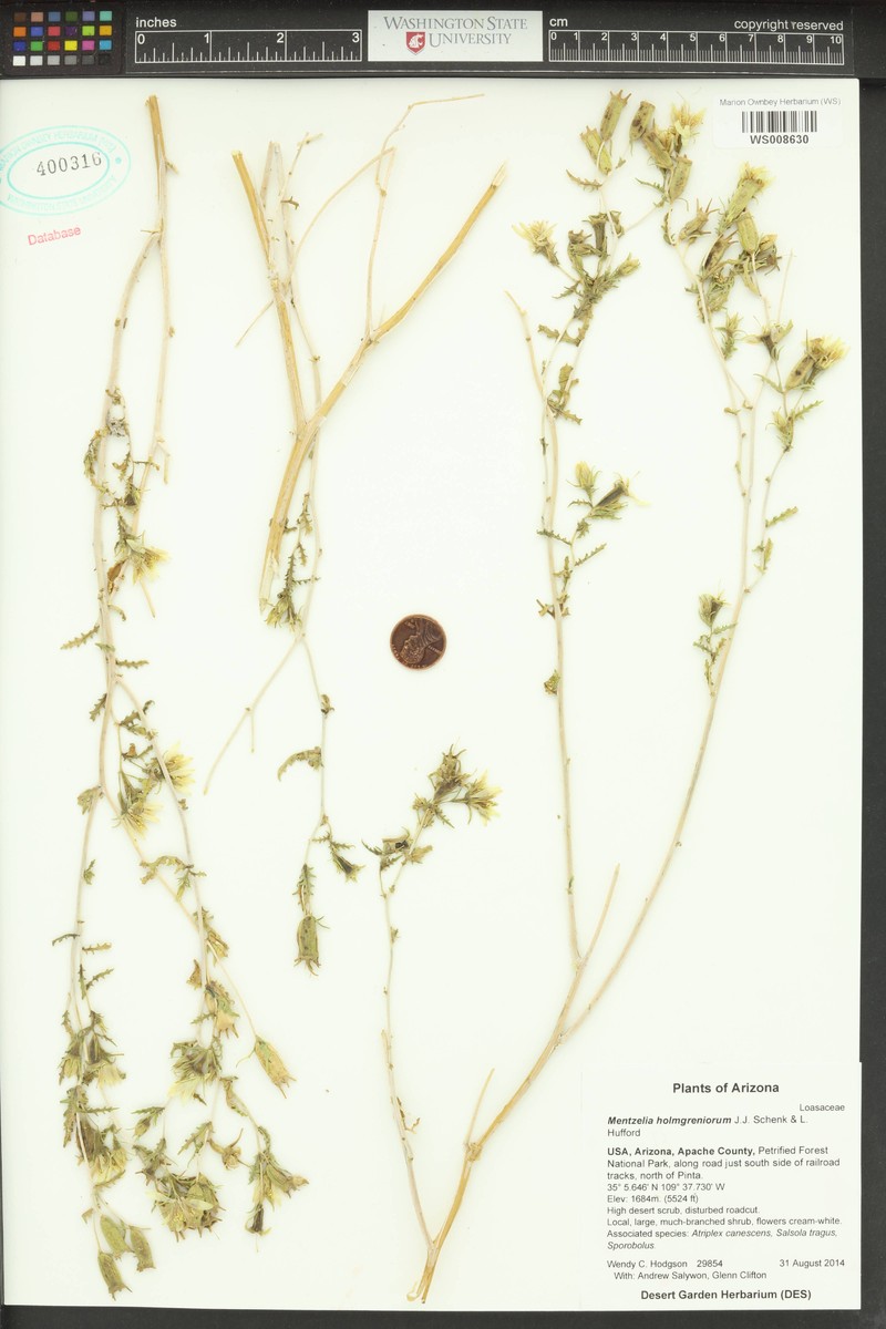 Mentzelia holmgreniorum photo 5
