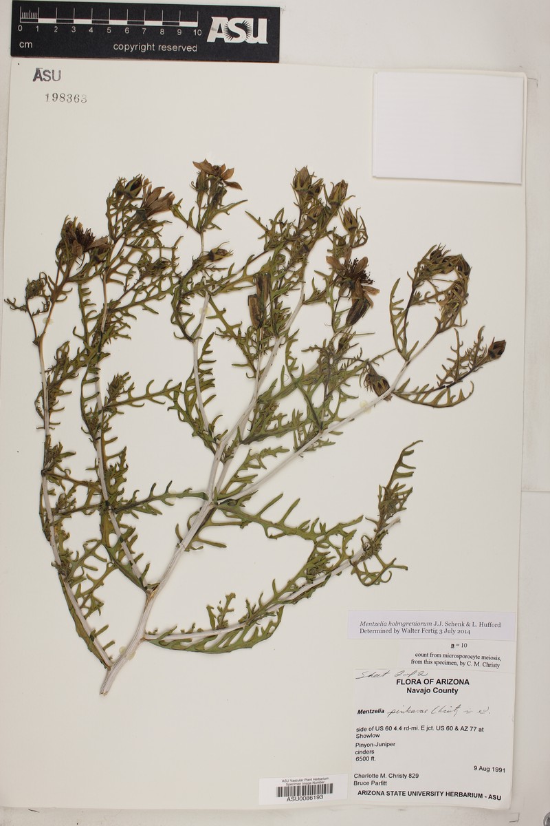 Mentzelia holmgreniorum photo 6