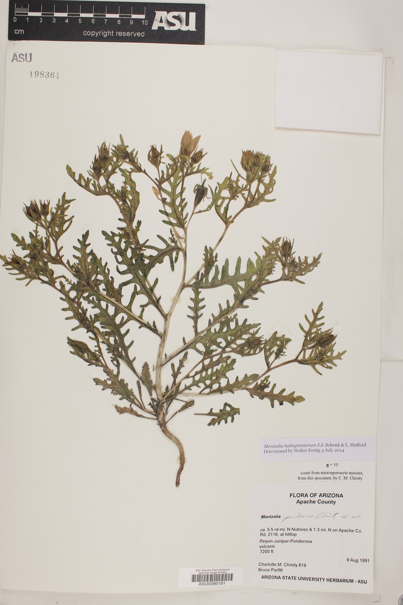 Mentzelia holmgreniorum photo 7