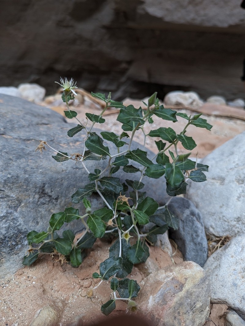 Hualapai Blazingstar photo 3