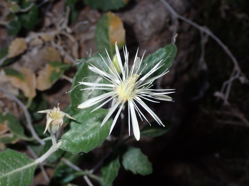 Hualapai Blazingstar photo 4