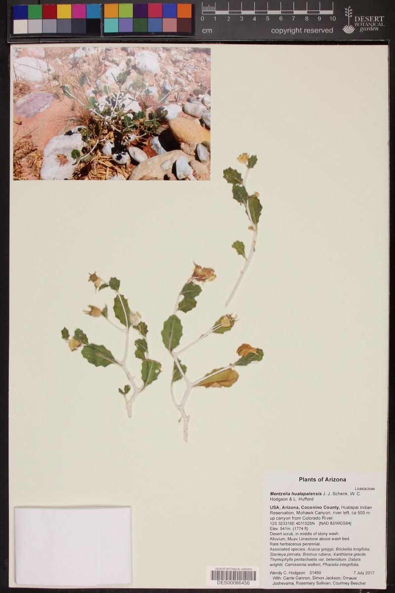 Hualapai Blazingstar photo 6