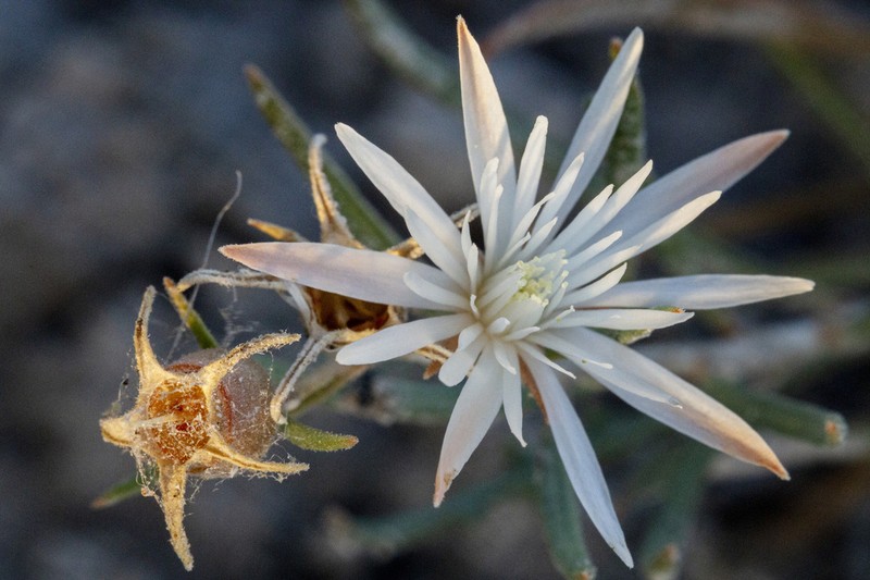Gypsum Blazingstar