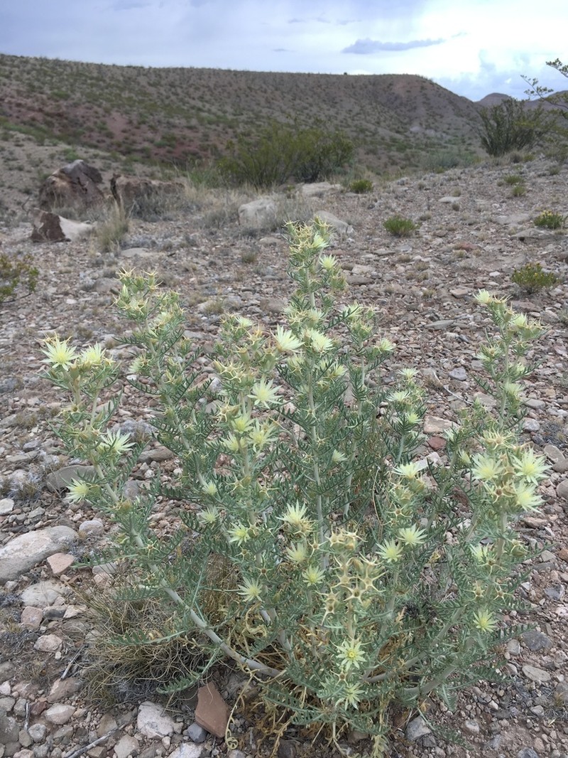 Gypsum Blazingstar photo 2