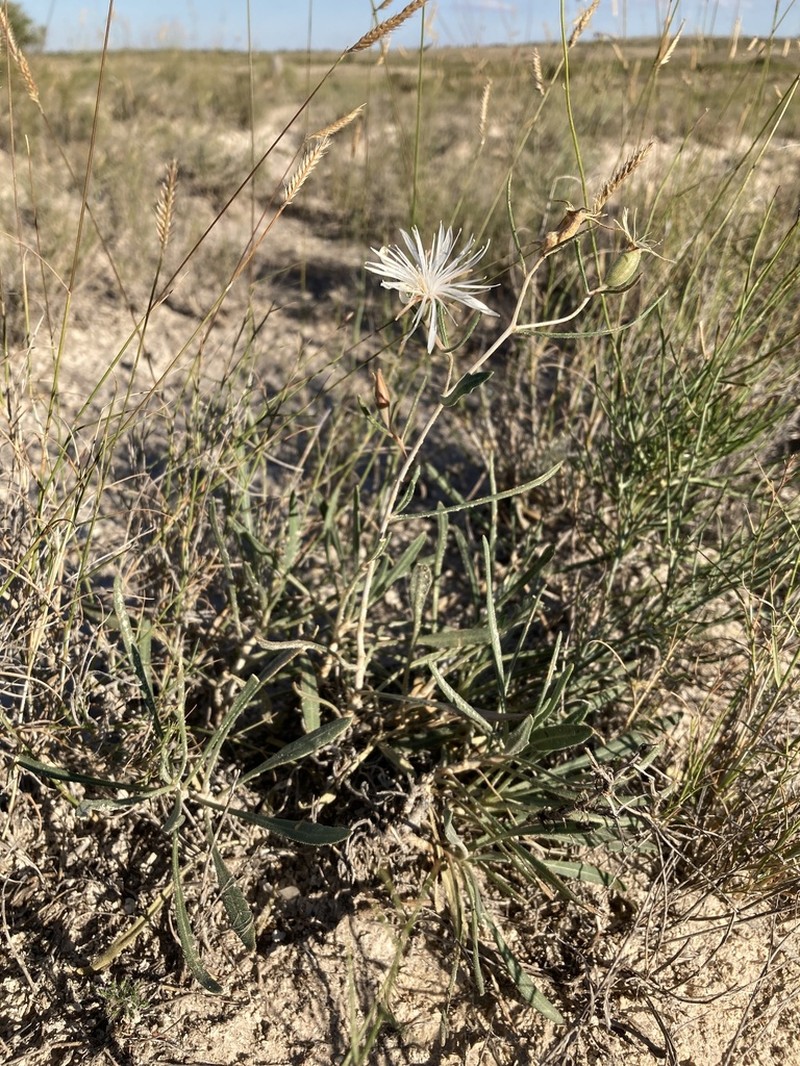 Gypsum Blazingstar photo 4