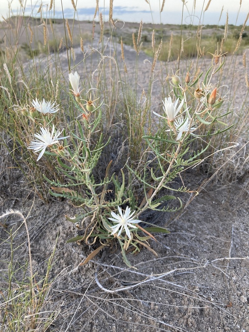 Gypsum Blazingstar photo 5