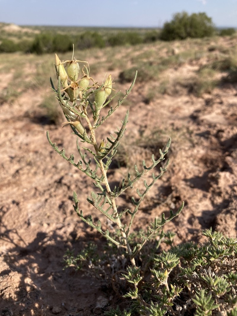 Gypsum Blazingstar photo 6