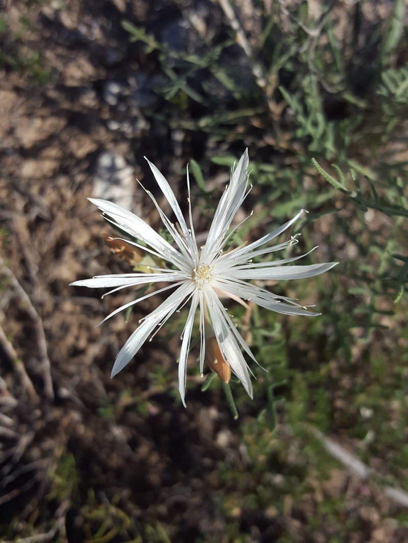 Gypsum Blazingstar photo 7