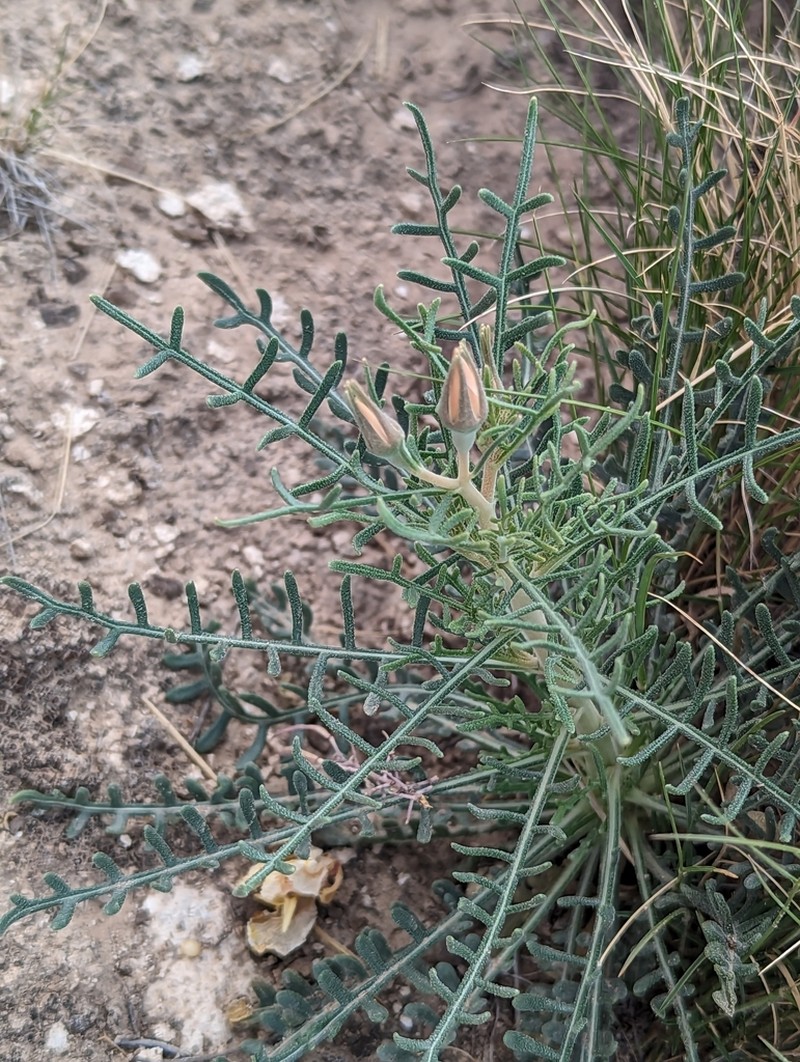 Gypsum Blazingstar photo 8