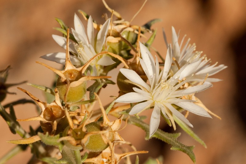 Mentzelia humilis var. guadalupensis photo 2