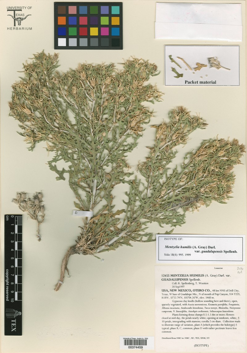 Mentzelia humilis var. guadalupensis photo 3