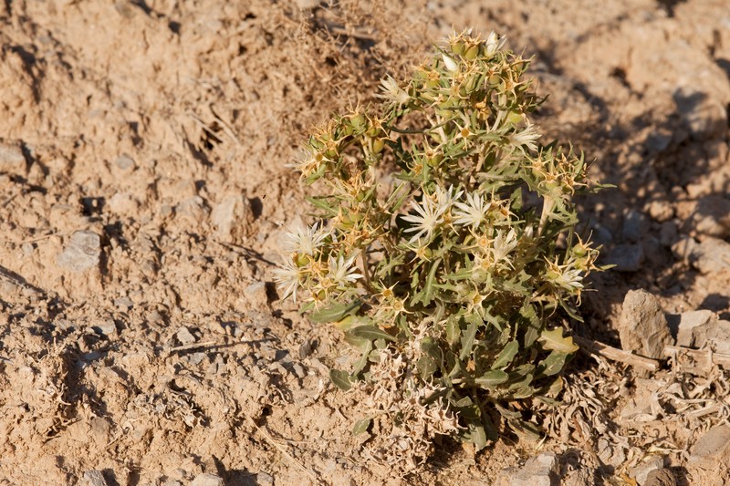 Mentzelia humilis var. guadalupensis