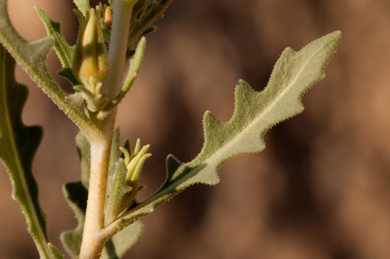 Mentzelia humilis var. guadalupensis photo 4