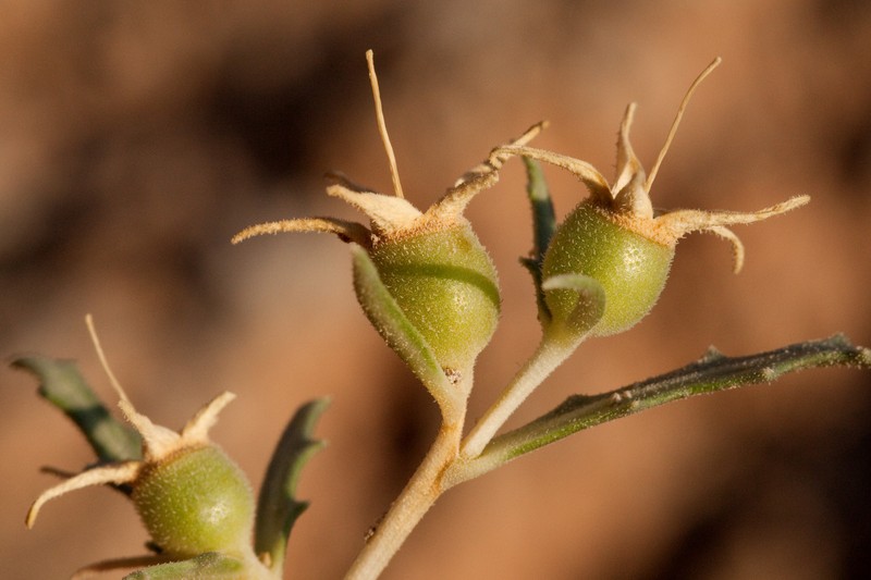 Mentzelia humilis var. guadalupensis photo 5