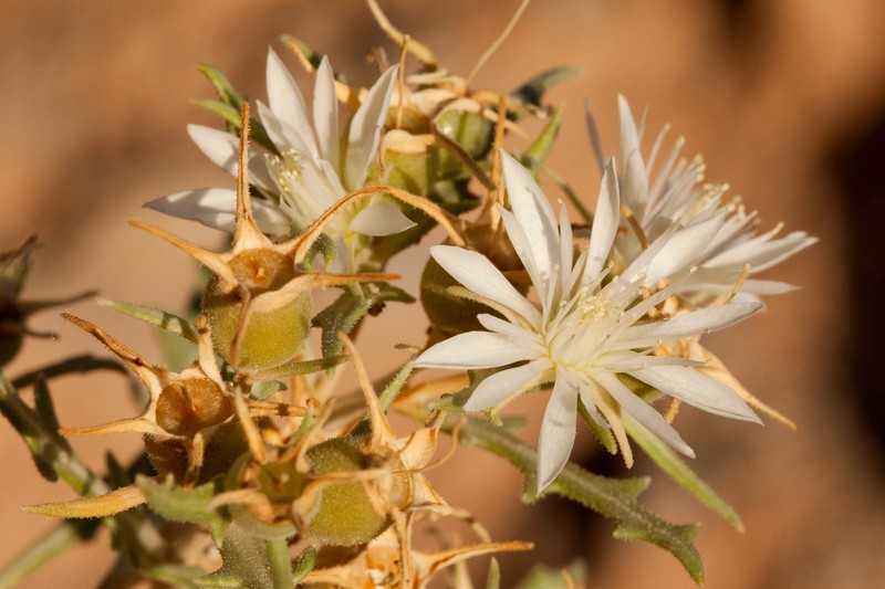 Mentzelia humilis var. guadalupensis photo 6