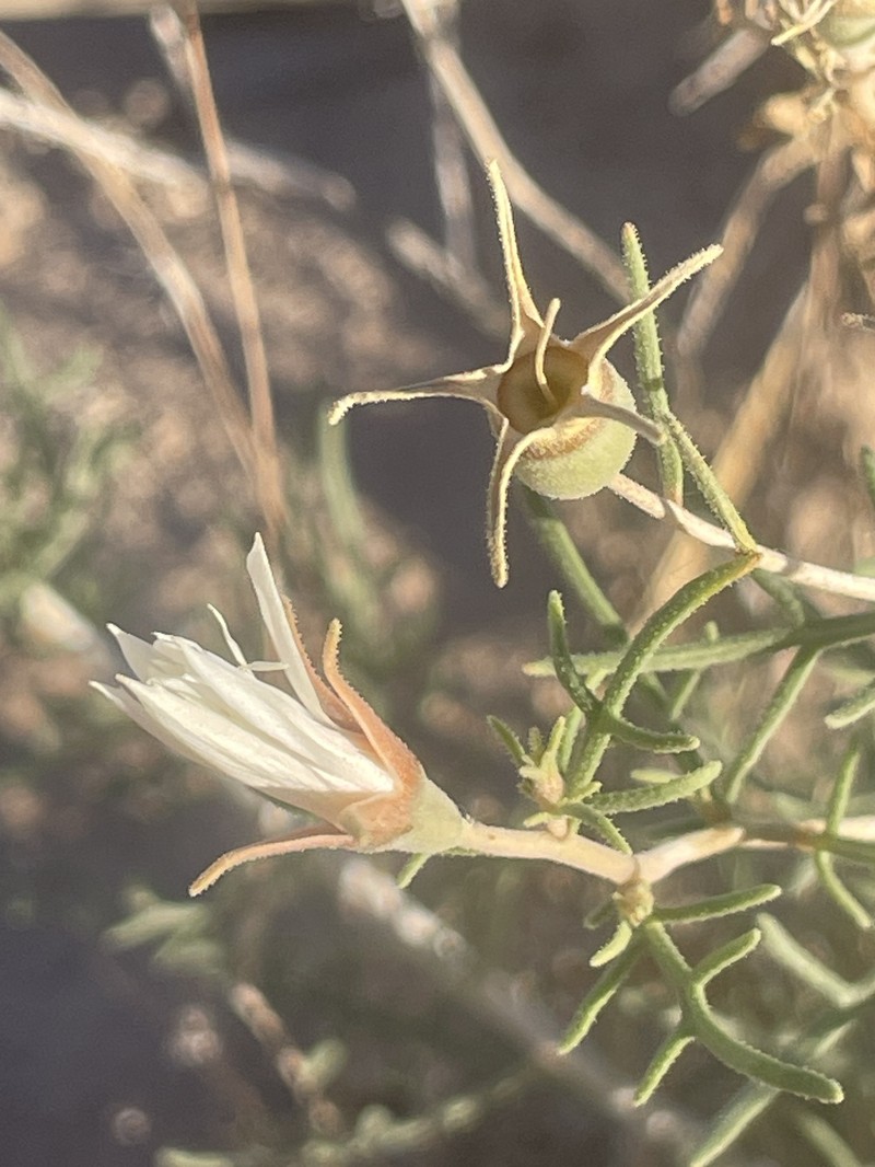 Mentzelia humilis var. humilis
