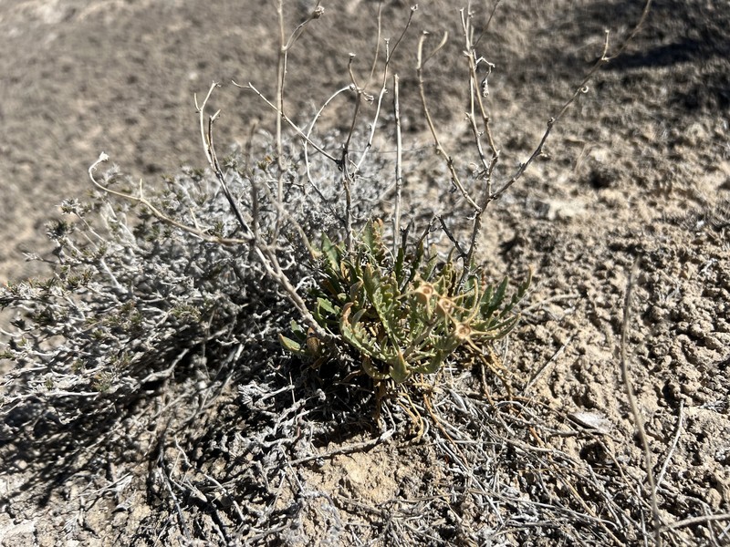 Mentzelia humilis var. humilis photo 2