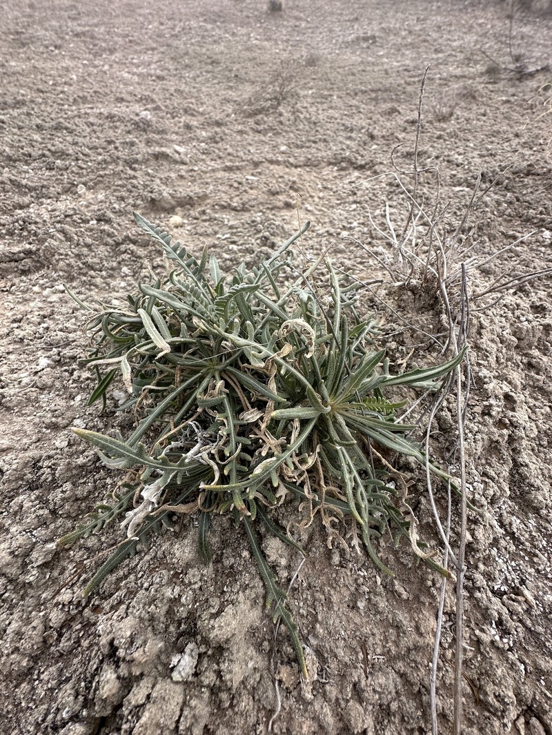 Mentzelia humilis var. humilis photo 3