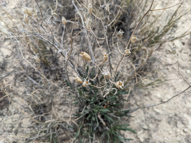 Mentzelia humilis var. humilis photo 4