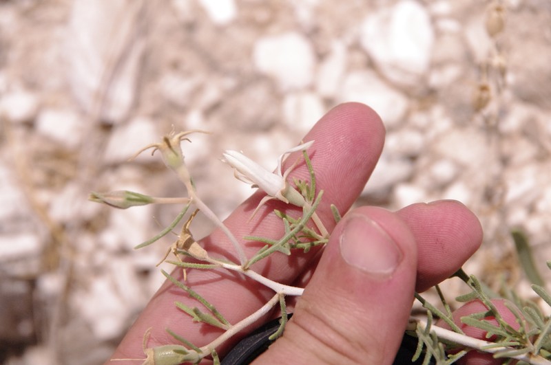 Mentzelia humilis var. humilis photo 5