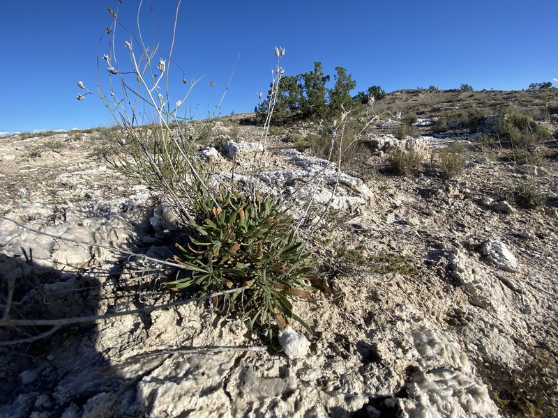 Mentzelia humilis var. humilis photo 6