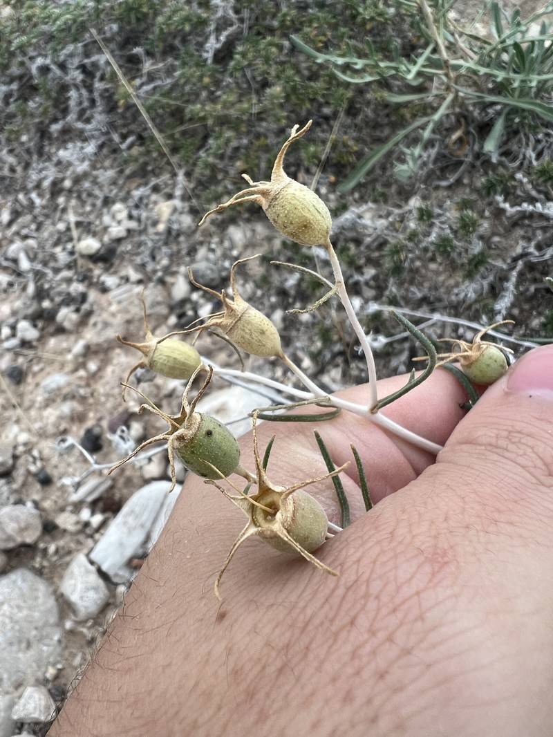 Mentzelia humilis var. humilis photo 7