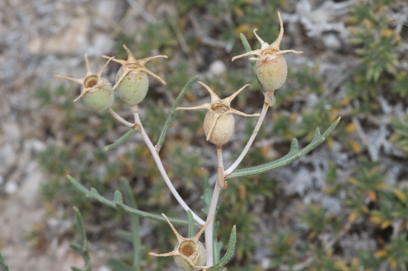 Mentzelia humilis var. humilis photo 8