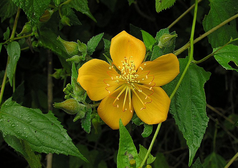 Streambank Blazingstar