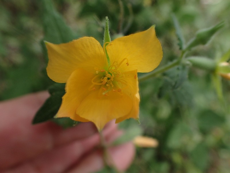 Streambank Blazingstar photo 4