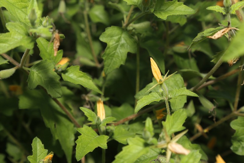 Streambank Blazingstar photo 5