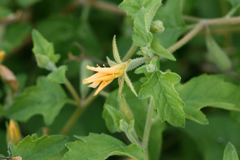Streambank Blazingstar photo 6